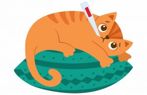 بیمه حیوانات خانگی، بیمه گربه، بیمه